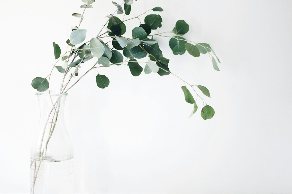Natural herbs and plants for lung health